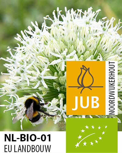 ALLIUM BIO CIBULOVINY Mount Everest 16/+, 25 ks